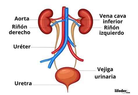 Sistema Excretor Funciones Y Partes órganos