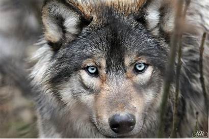 Wolf Timber Wolves Eyed Bad Eyes Keen