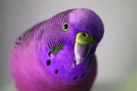 The diet to satisfy a budgie is as easy as it gets as well. The (Not So Secret) Life (Expectancy) Of Pets | Everplans