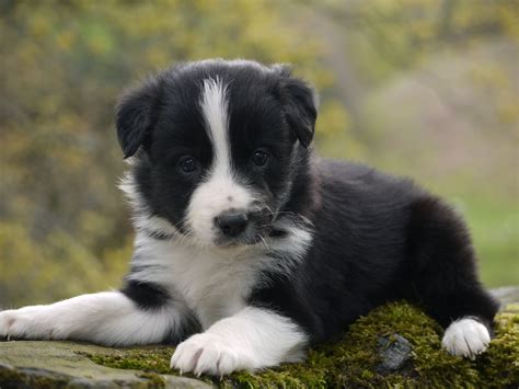 Border collies are a high energy dog breed that need plenty of exercise. Border Collie Puppies, Photos, Breed Information, Training