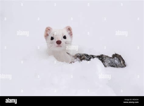 Ermine White Hi Res Stock Photography And Images Alamy