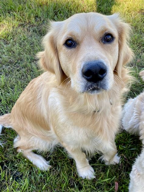 Sally Large Female Golden Retriever Dog In Nsw Petrescue