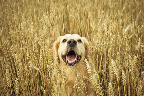 They're naturally rich in protein. Is Grain Free Dog Food Bad? Facts To Consider - Ollie Blog