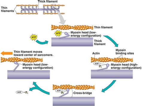 Muscle Contraction Flashcards Quizlet