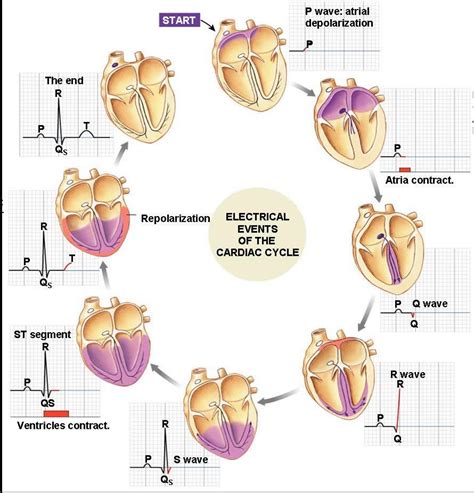 Electrical Events Of The Cardiac Cycle And Their Corresponding Graph On