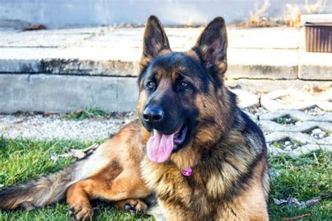 A nutritious dog food rich in antioxidants to help bolster immunity for a healthier life. 6 Best Dog Food For German Shepherd | Anything German Shepherd