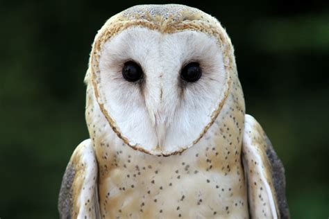 Gallery For Barn Owls