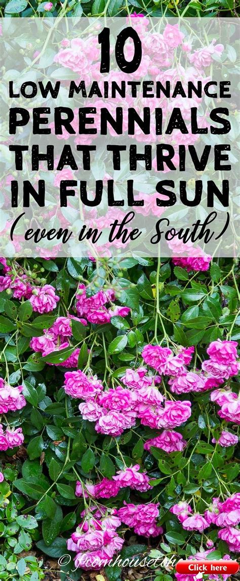 Full Sun Perennials 10 Beautiful Low Maintenance Plants That Thrive In
