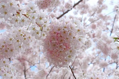 Sakura Cherry Blossoms Spring High · Free Photo On Pixabay