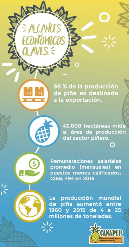 ¿por Qué La Producción De Piña En Costa Rica Es Un Sector Esencial Para