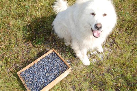Are raspberries a good treat for your furry friend? Can Dogs Eat Blueberries?