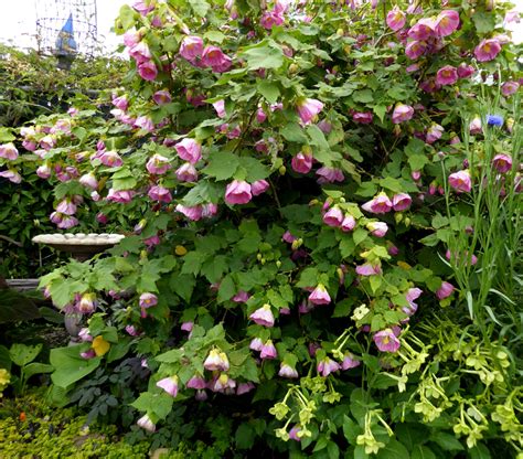 Abutilon Talinis Pink Flowering Maple Buy Online At Annies Annuals