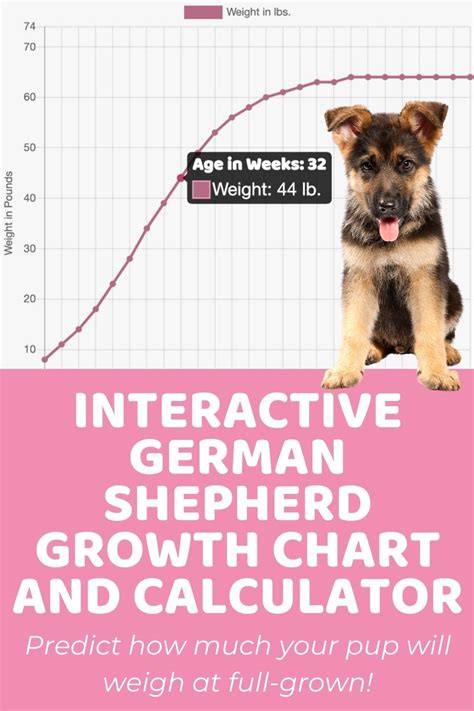 Interactive German Shepherd Growth Chart And Calculator Puppy Weight