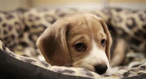 Sad Dog Diary By Ze Frank Video
