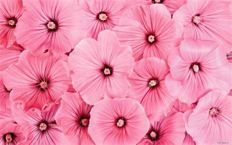 Pink Floral Wallpapers Wallpaper Cave