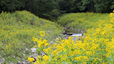 A Rocky River Runs Through A Valley Of Yellow Wild Flowers