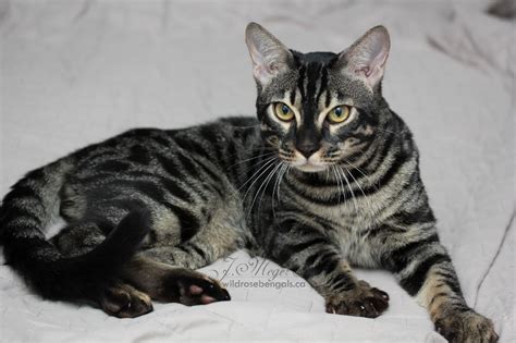 But with heavy heart he must go as i have job now and can't look after him. Charcoal Marble Bengal Cat
