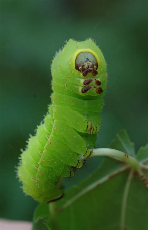 Types of green caterpillars with names and pictures. Palmowniy: Caterpillar Shepherd