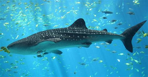 Scientists Discover The Largest Assembly Of Whale Sharks Ever Recorded