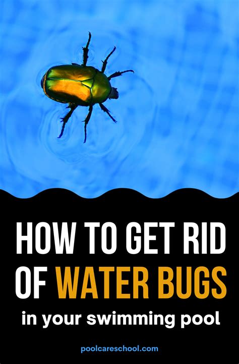 How To Get Rid Of Water Bugs In Pool Pool Care School