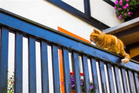 Fluffy Ginger Tabby Cat Walking On Old Wooden Fence Stock Image Image