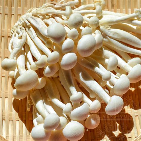 He ran everywhere, all the time, until he could beat his pack. Shimeji Mushrooms - How to Find, Choose & Use | diversivore