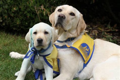 Two Puppies In Training With Canine Companions For Independence