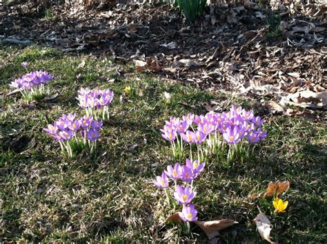 Early Spring Blooms In 2012 Flower Bulb Crazy