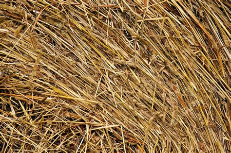 Hay And Straw — Stock Photo © Alex67 5220380