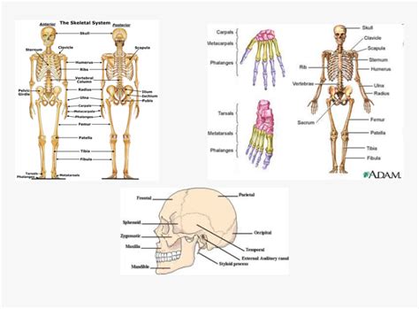 Upper Body Bone Anatomy