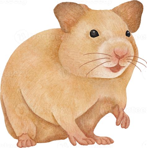 Free Aquarell Hamster Clipart 16541903 Png With Transparent Background