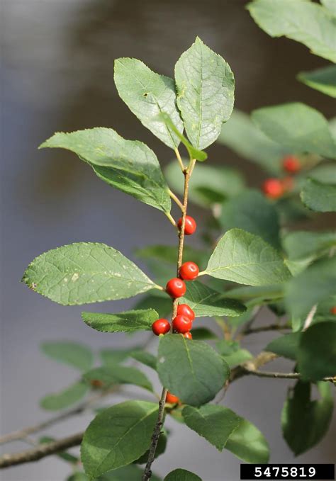 Common Winterberry Ilex Verticillata