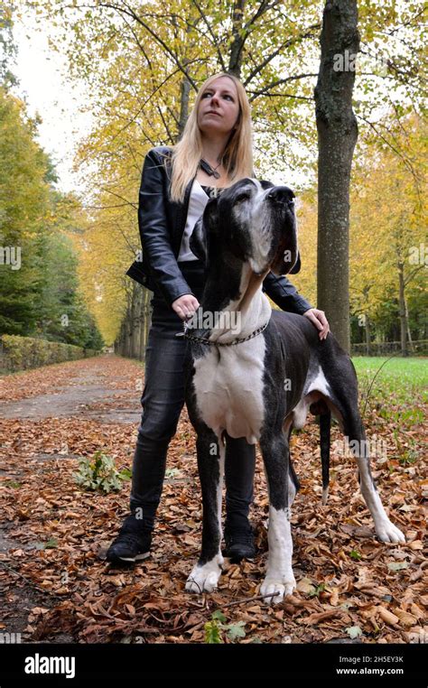 A Beautiful Blonde Woman With An Impressive Large Dog Of Great Dane