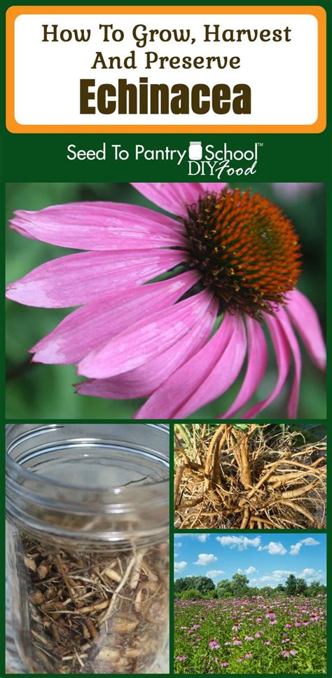 How To Grow Harvest And Preserve Echinacea Echinacea Medicinal