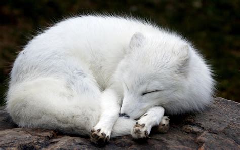 White Fox Wallpapers Wallpaper Cave