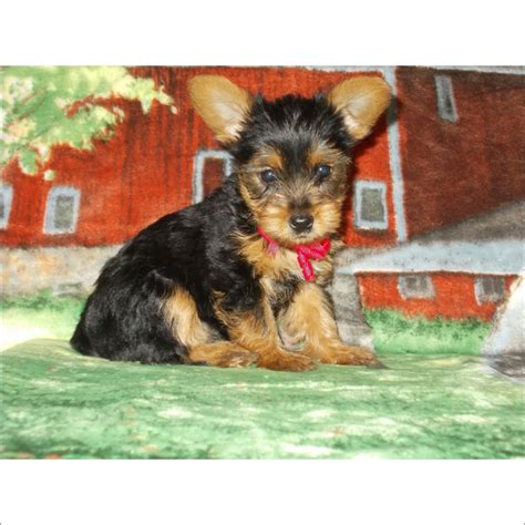 Our job is matching you with your new best friend!! View Ad: Yorkshire Terrier Puppy for Sale near Arizona ...