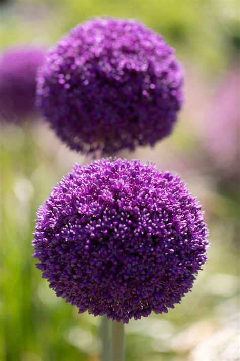Beautiful Round Flowers • Free Nature Stock Photo