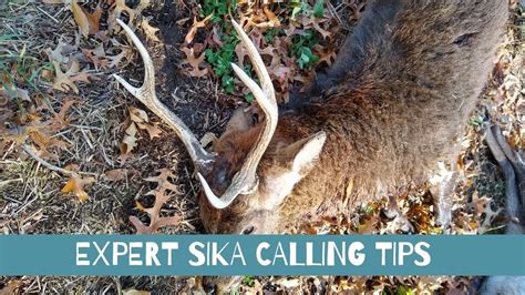Sika Deer Calling Tips From An Expert Youtube
