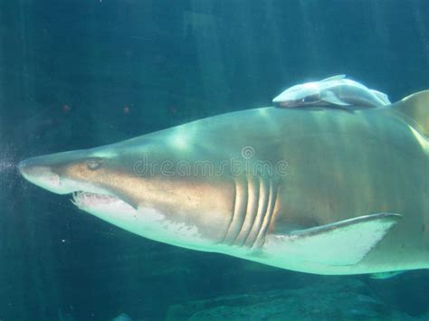 Mother Shark And Baby Shark South Africa Stock Image Image Of Shark