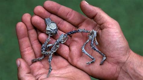 All posts by new users require mod approval in order to weed out spammers. EN KÜÇÜK DİNOZORLAR KAÇ CM? - YouTube