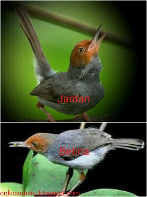 Cara membedakan ikan cupang plakat jantan dan betina juga bisa kita lakukan dengan memahami perbedaan berikut ini. Perbedaan dan ciri fisik Prenjak tamu jantan dan betina ...