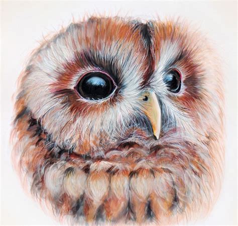 80 Pan Pastels By Joanne Barby Owls Drawing Animal Drawings Painting