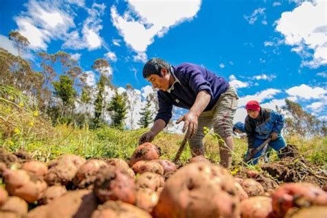 Impulsarán préstamos para agricultores de la región Arequipa Prensa Regional