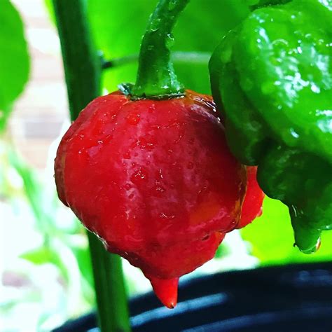 Fashion Frontier 120 Seeds In 12 Varieties Of The Best Hot Chili