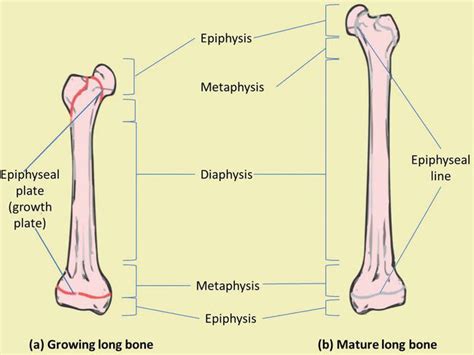 Is The Epiphyseal Plate The Same As The Growth Plate Steve Gallik