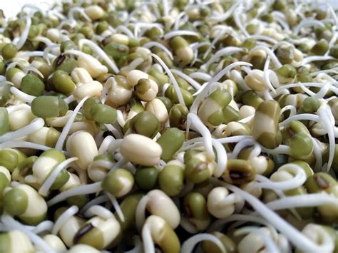 mung bean sprouts health benefits