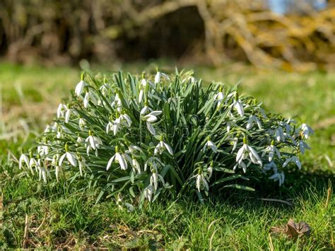 Snowdrops Bunch Of Wild Flowers In Blooming During Late Winter Early