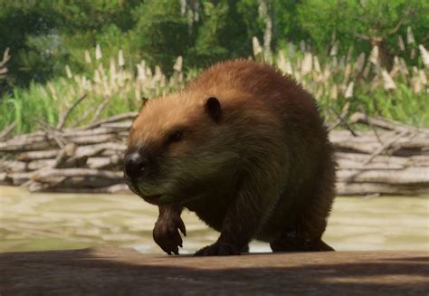 North American Beaver Planet Zoo