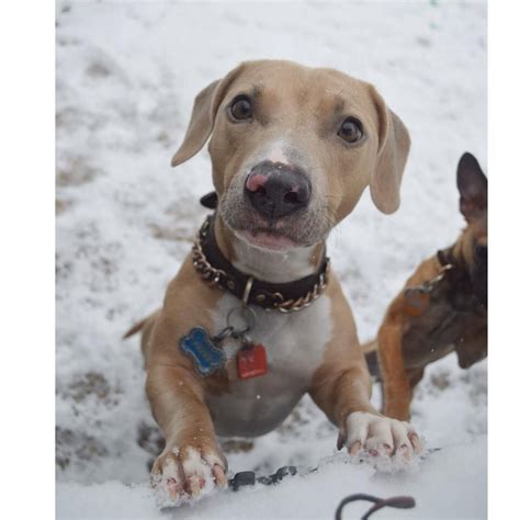 Pitbull dachshund mixes, also known as doxie pits or dox bulls, are uncommon designer dogs that are the offspring of two different pure breeds. This is Petey! dachshund/pitbull mix. He loves the snow! | Pitbull mix, Dachshund, Pitbulls