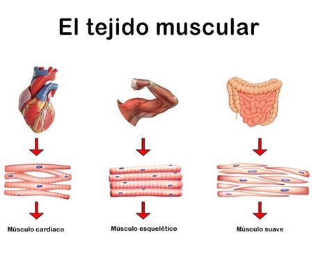 Rganos Del Sistema Muscular Cu Les Son Funciones Y M S